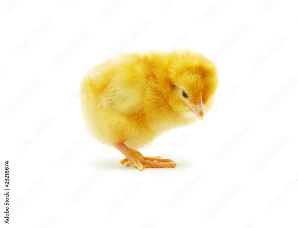 Obraz premium chicken