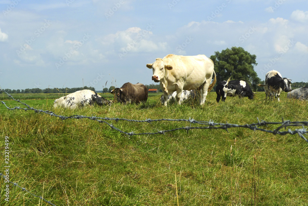 Close-up of cows enclosed in a field Close-up of cows enclosed in a field