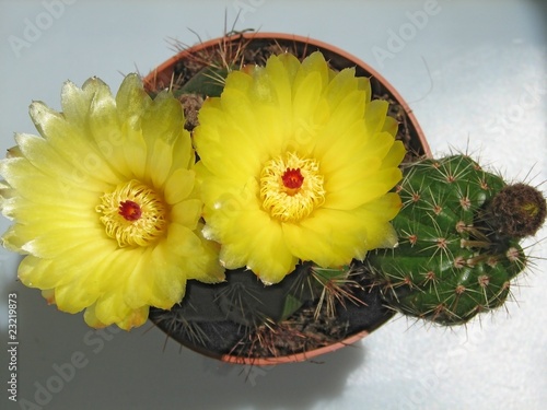 Notocactus ottonis photo