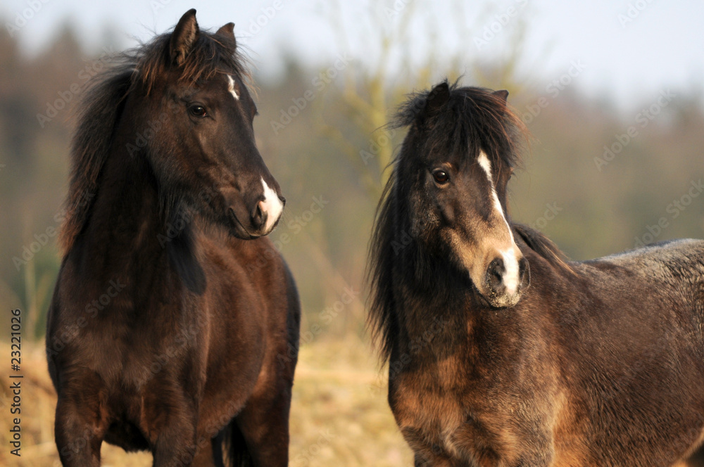 Obraz premium Braune Ponys