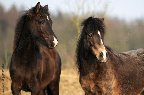 Braune Ponys © Carola Schubbel