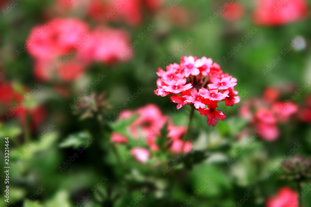 many beautiful pink flowers in the field many beautiful pink flowers in the field