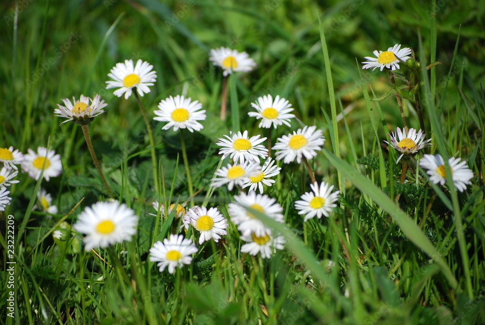 Foto petites pâquerettes