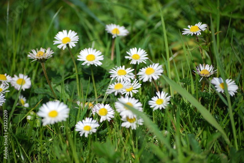 Foto petites pâquerettes