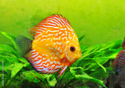 Photography discus rouge