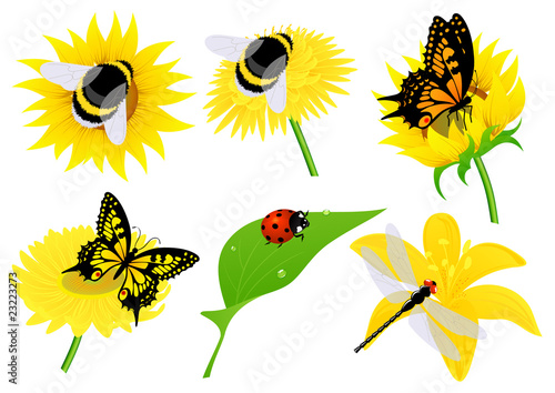 Insects