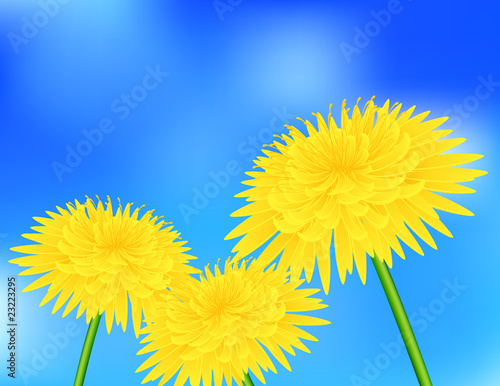 Yellow dandelion