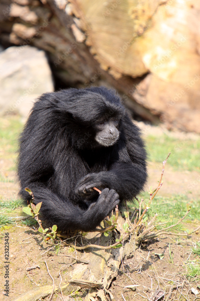 Siamang