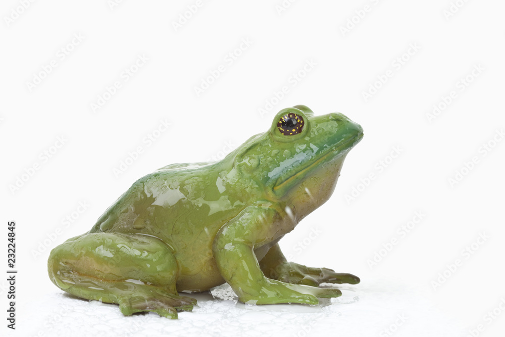Obraz premium Frosch