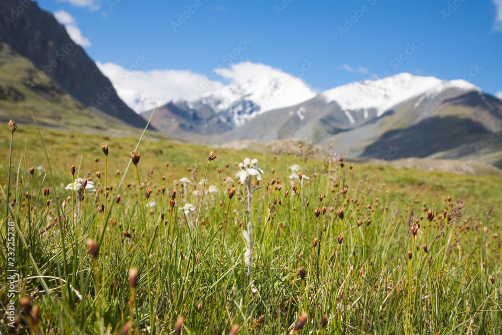 Obraz premium Lawn which are growing Edelweiss