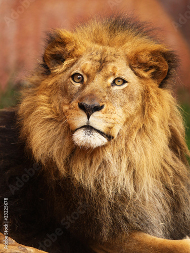 Portrait of African Lion