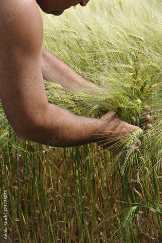 Controlla il grano photo