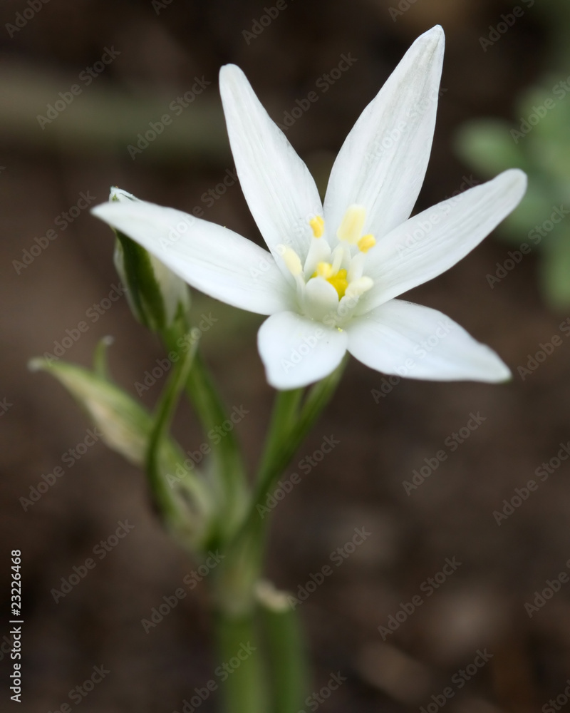 wild spring Ornithogalum kochii Parl