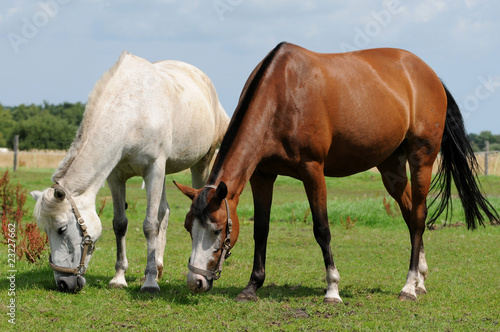 Weisses und braunes Pferd © Carola Schubbel