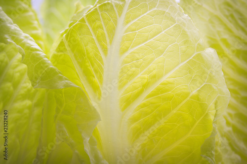 Schilderij op canvas Lechuga romana