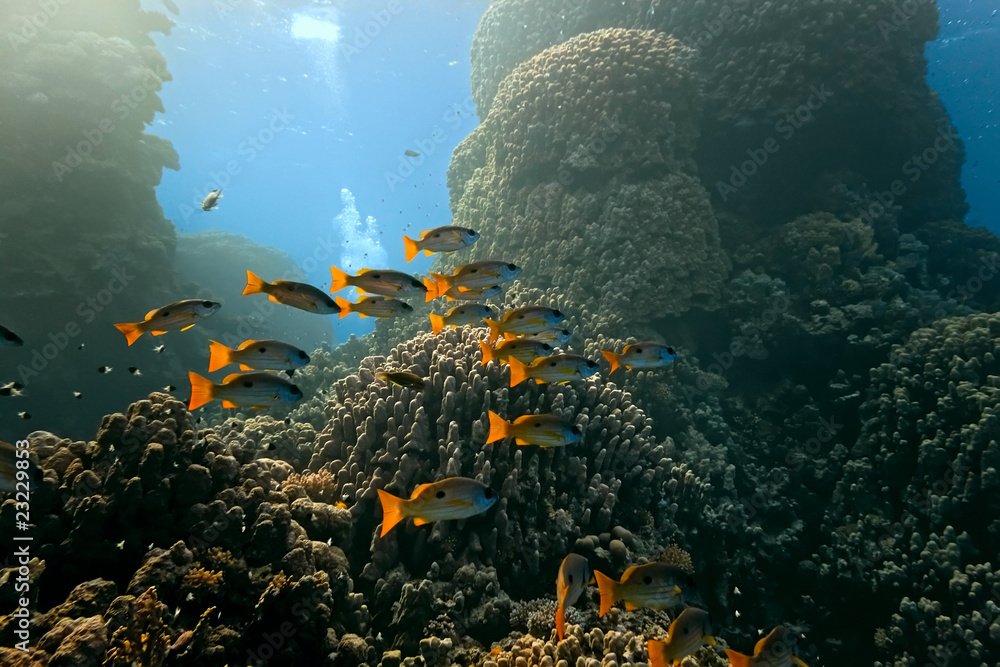 Shoal of Onespot snapper on the reef
