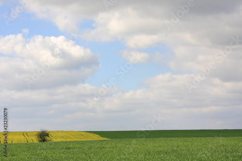 rapeseed and wheat fields in spring