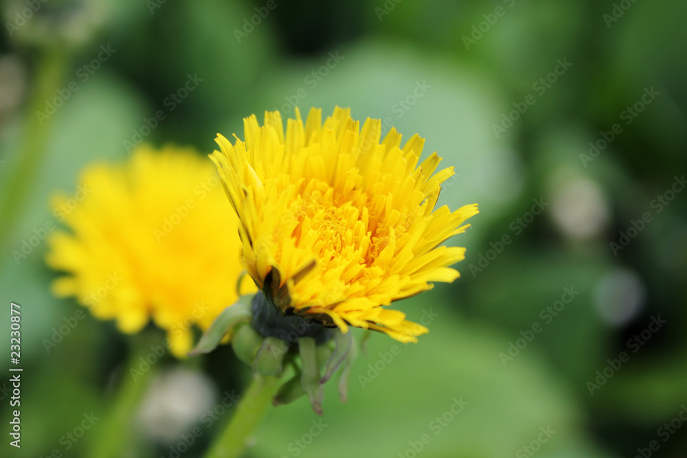 Yellow Dandelion Yellow Dandelion