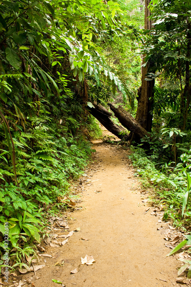 way in jungle way in jungle