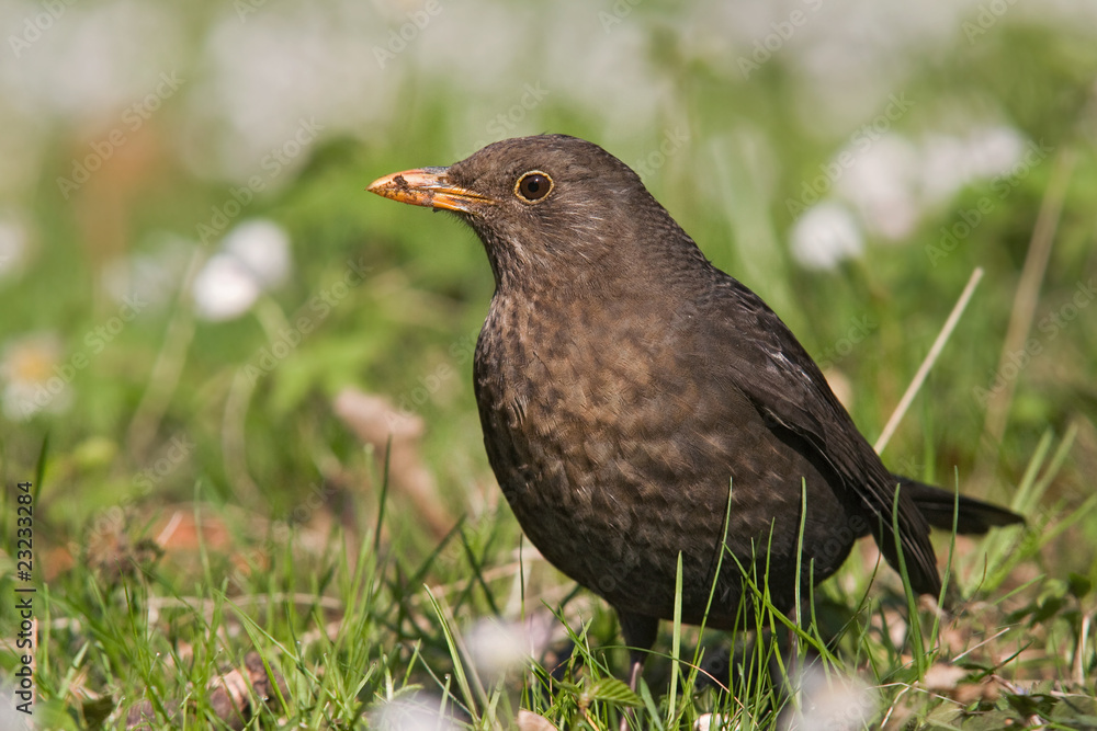 Amsel Amsel