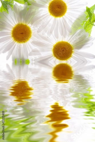 Flower in water