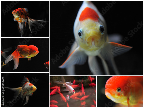 Canvas Print poissons rouges