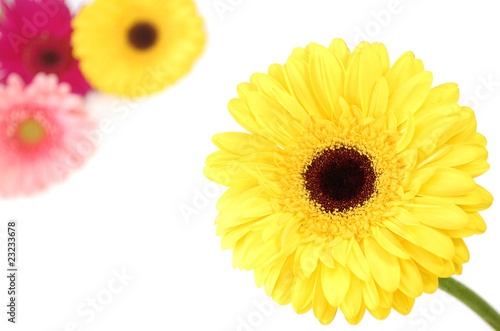 Daisies
