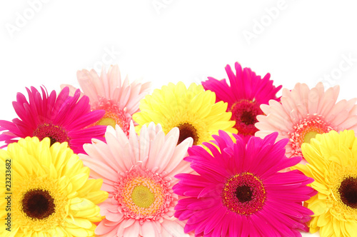 Daisies