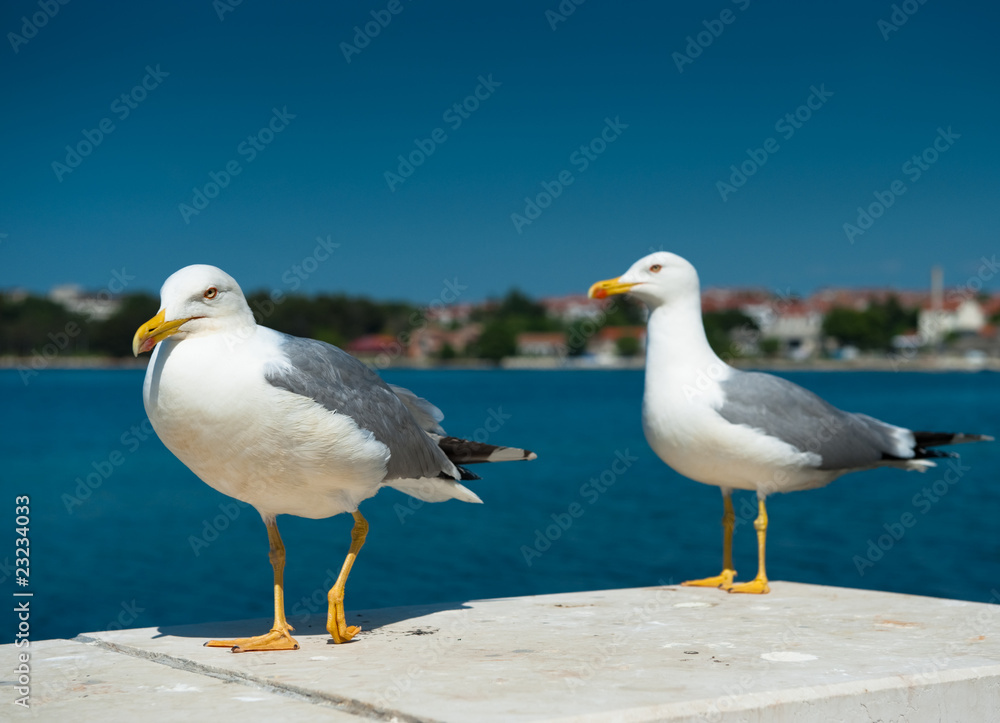 Two white seagulls on blue sea background Two white seagulls on blue sea background