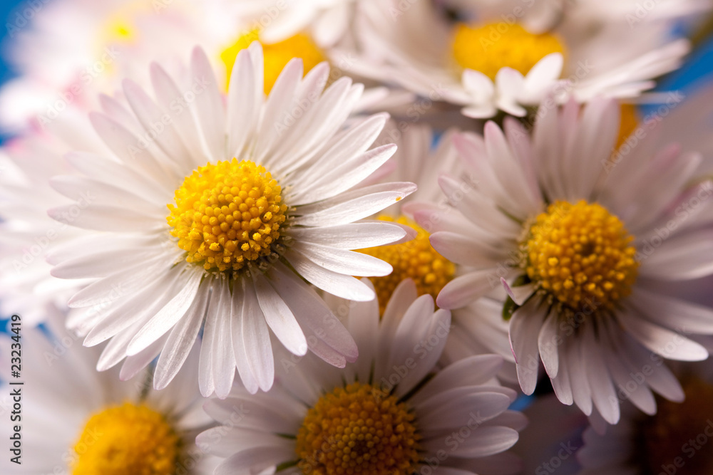 Obraz premium daisys closeup