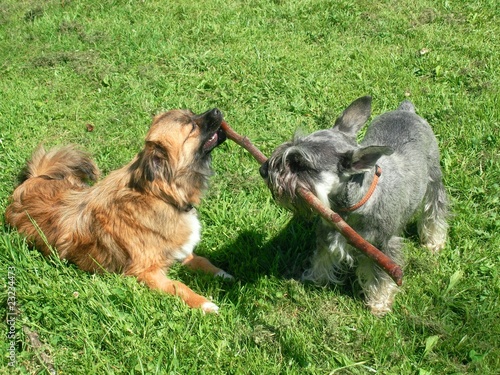 perritos jugando con un palo