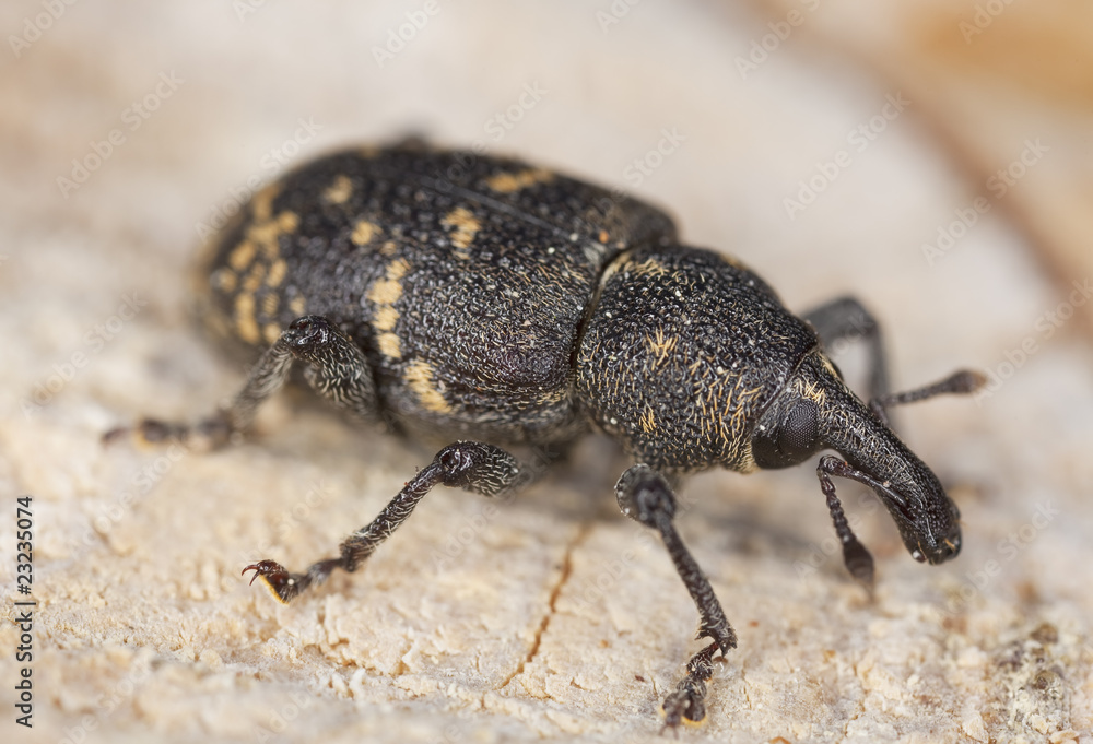 Snout beetle (Hylobius abietis) Macro photo. Snout beetle (Hylobius abietis) Macro photo.
