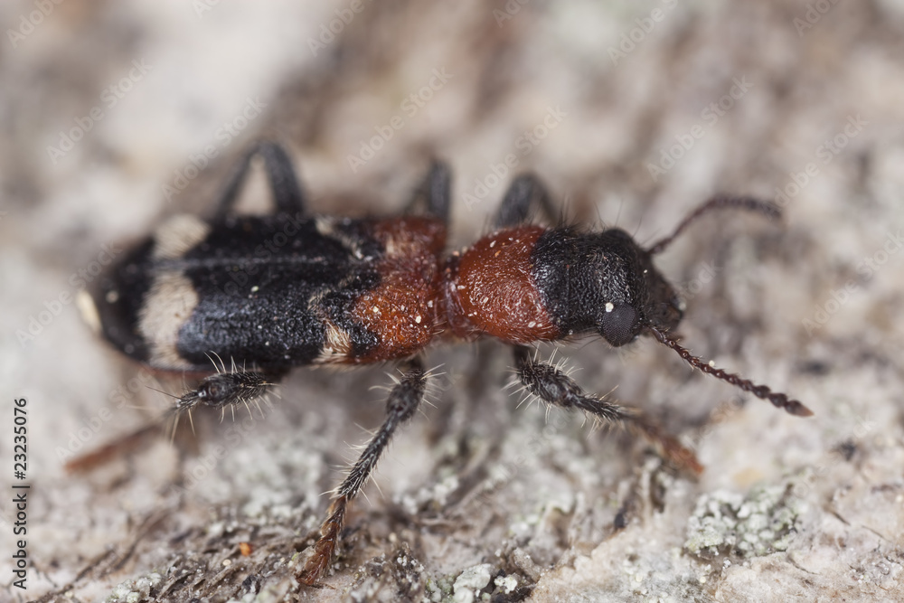 Fototapeta premium Ant beetle (Thanasimus formicarius)