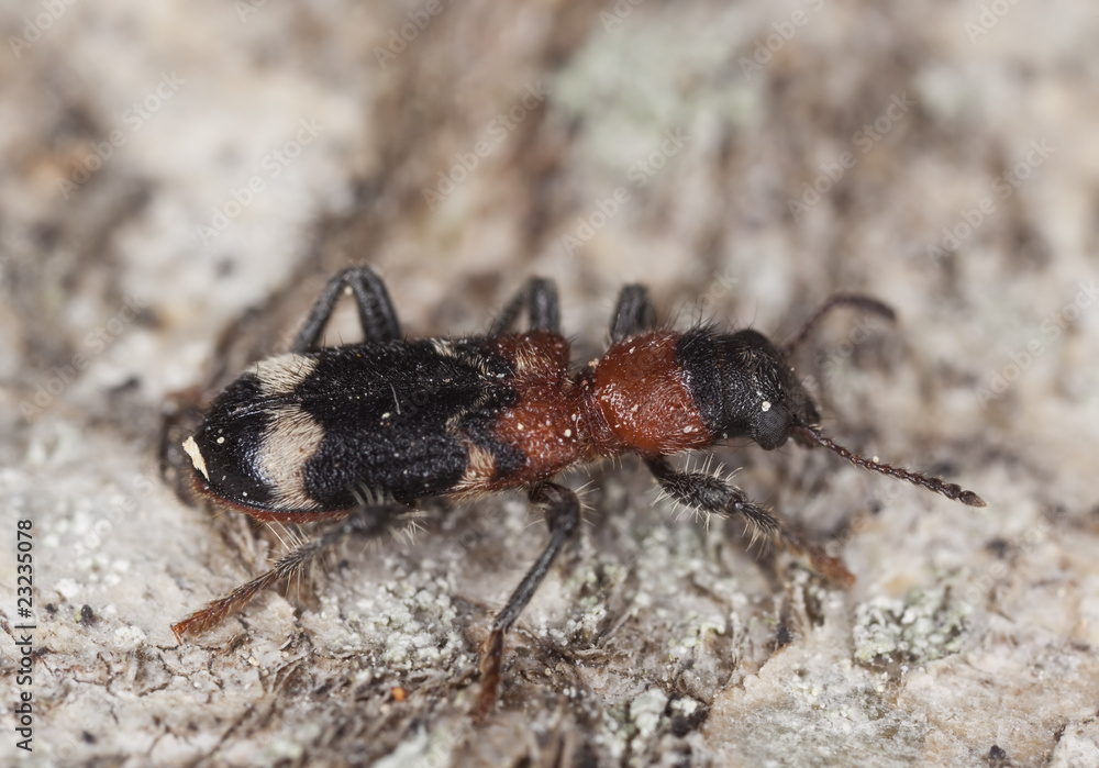 Ant beetle (Thanasimus formicarius)