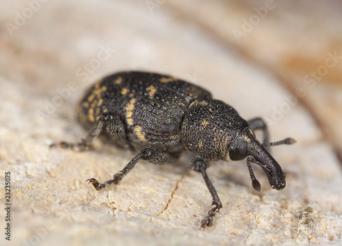 Snout beetle (Hylobius abietis) Macro photo.