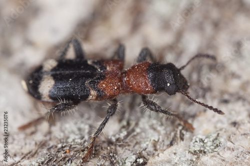 Ant beetle (Thanasimus formicarius) © Henrik Larsson