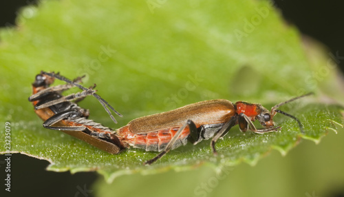 Mating soldier beetles. Macro photo.