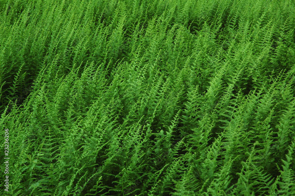 Green ferns Green ferns