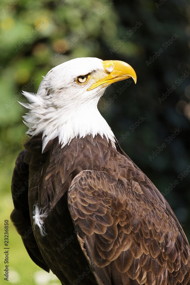 Weisskopfseeadler Weisskopfseeadler