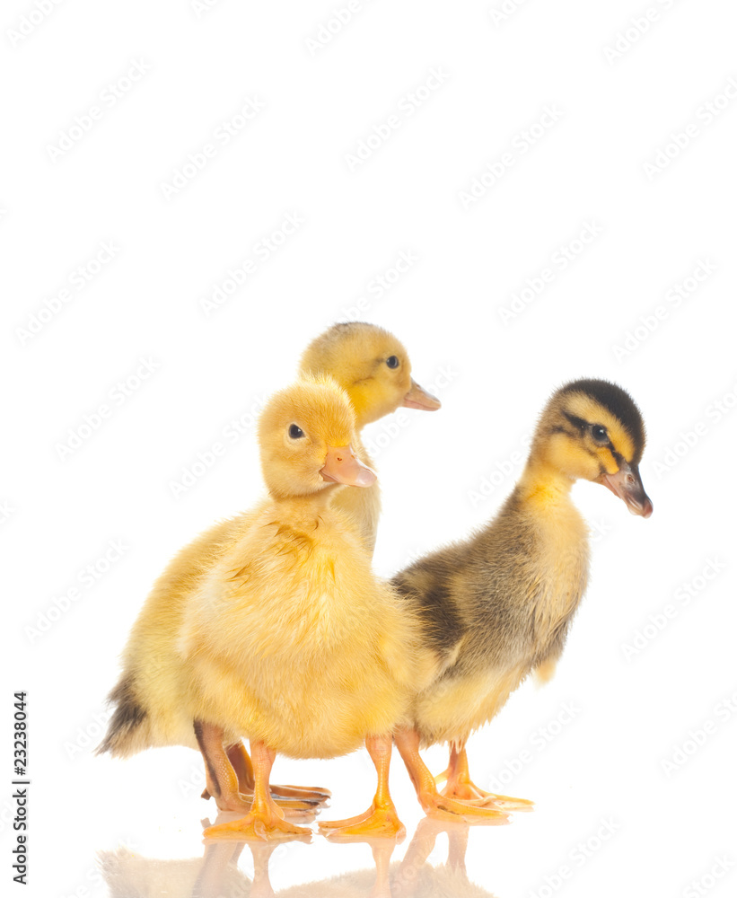 yellow ducklings