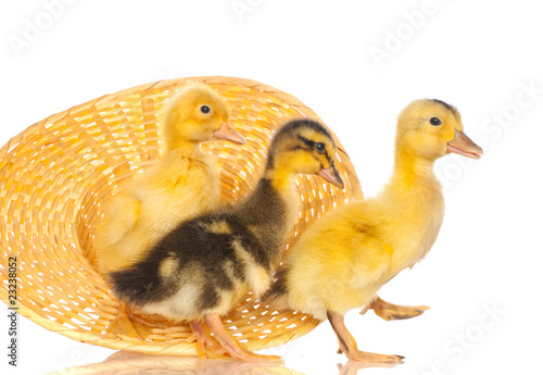 Fotografie yellow ducklings