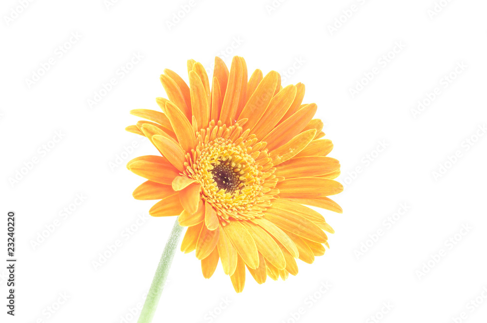 gerbera