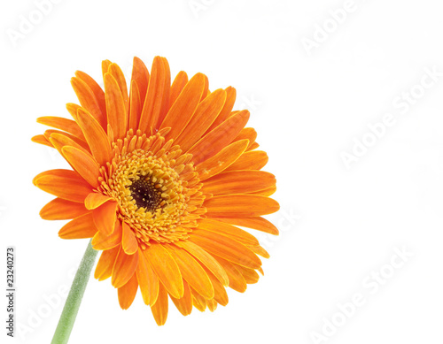 gerbera