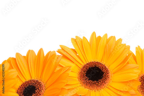 Gerber flowers isolated on white background .