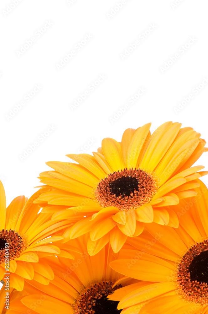 Gerber flowers isolated on white background . Gerber flowers isolated on white background .