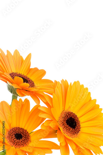 Gerber flowers isolated on white background .