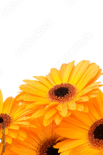 Gerber flowers isolated on white background .