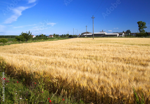 Landscape of field