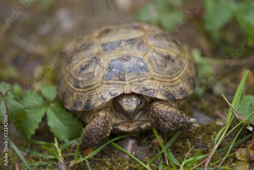 Tortoise in the Garden, Italy