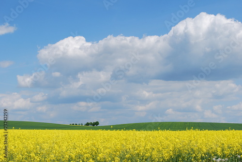 Landschaft Rapsfeld